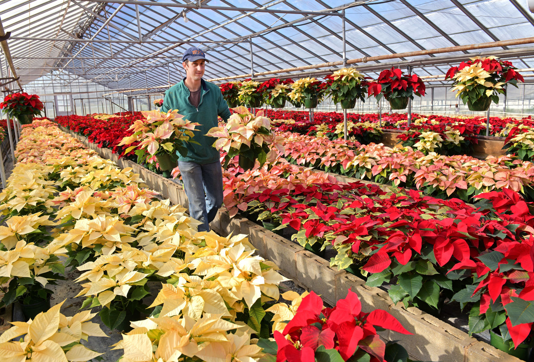 Christmas Color